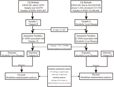 No causal relationship between serum vitamin D levels and alcoholic liver disease: a two-sample bidirectional Mendelian randomization study